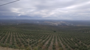 olivegroves2 web